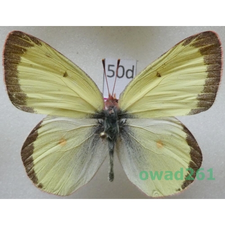 Colias philodice vitabunda Hovanitz, 1943 male Canada50d